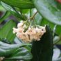 Viburnum suspensum