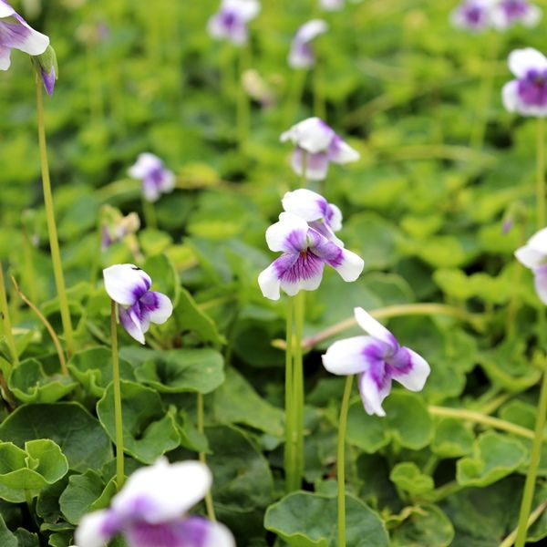 Viola hederacea Warners Nurseries