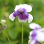 Viola hederacea