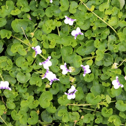 Viola hederacea