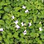 Viola hederacea