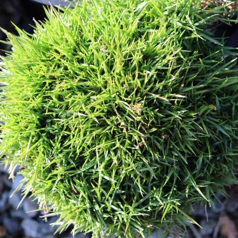 Zoysia hybrid 'Zen Grass' pbr