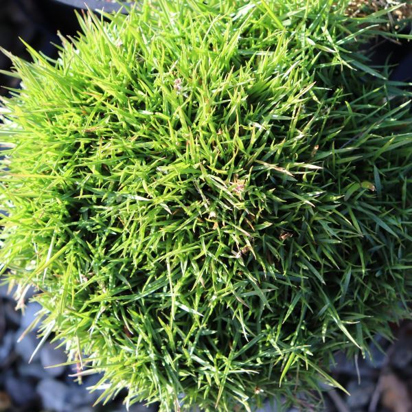 Zoysia hybrid 'Zen Grass' pbr