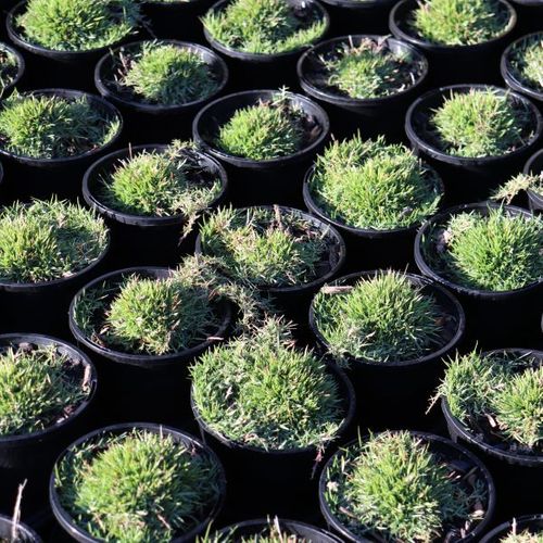 Zoysia hybrid 'Zen Grass' pbr
