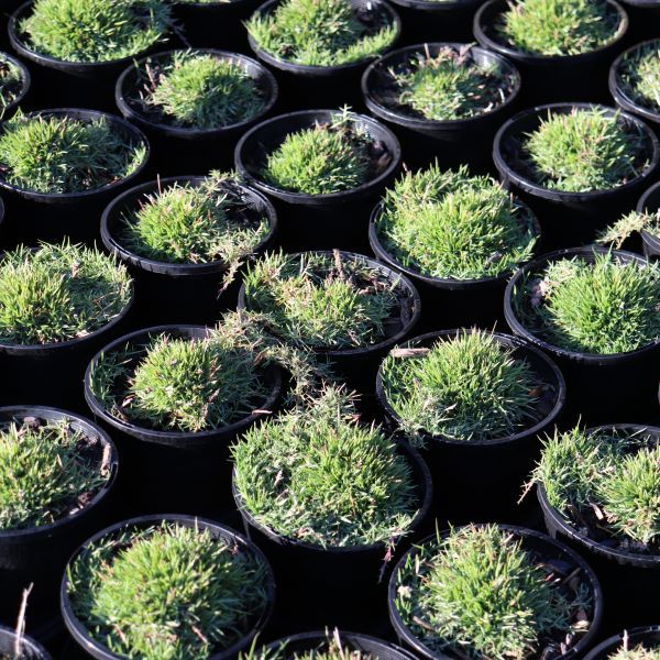 Zoysia hybrid 'Zen Grass' pbr