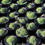 Zoysia hybrid 'Zen Grass' pbr