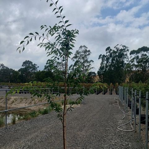 Zelkova serrata 'Green Vase'