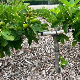 Mulch Well