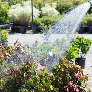 Thirsty Plants