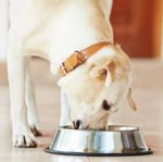 FATS IN DOG DIETS