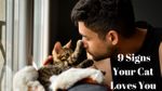 9 Signs Your Cat Loves You