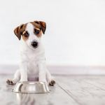 FATS IN DOG DIETS