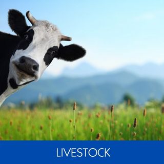 LIVESTOCK