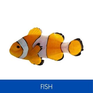 FISH