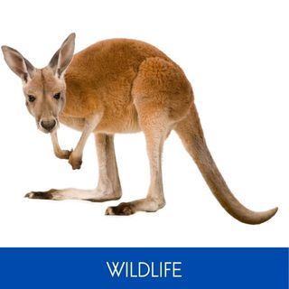 WILDLIFE