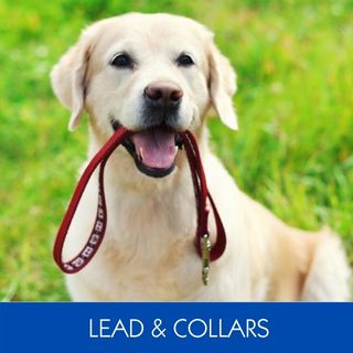 LEAD & COLLARS