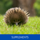 SUPPLEMENTS
