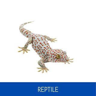 REPTILE