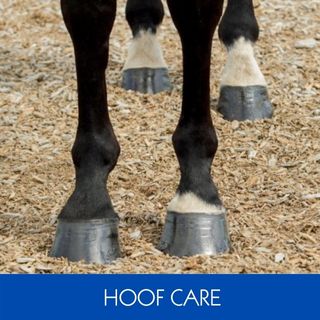 HOOF CARE