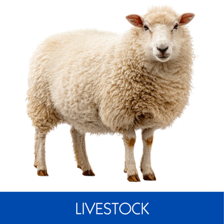 LIVESTOCK