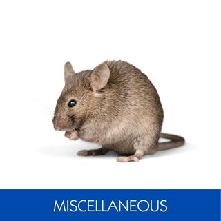 MISCELLANEOUS