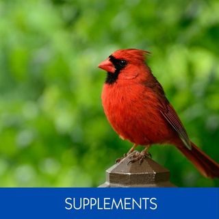 SUPPLEMENTS