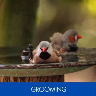 GROOMING