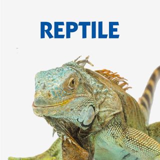 REPTILE