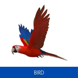 BIRD & POULTRY