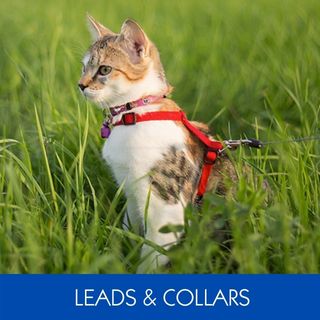 LEAD & COLLARS