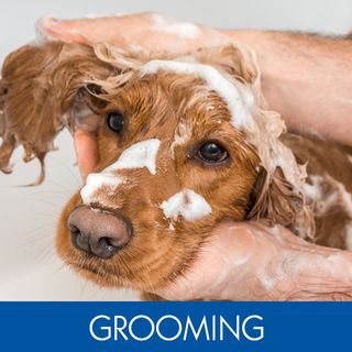 GROOMING