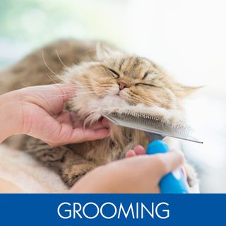 GROOMING