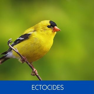 ECTOCIDES