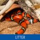 LITTER
