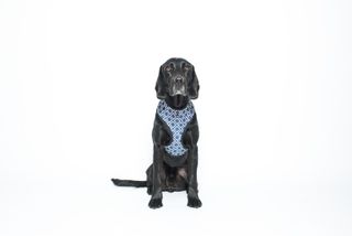 MOG AND BONE NEOPRENE HARNESS NAVY IKAT XL