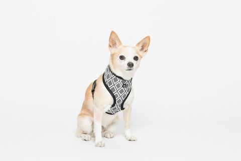 MOG AND BONE NEOPRENE HARNESS GREY IKAT MEDIUM