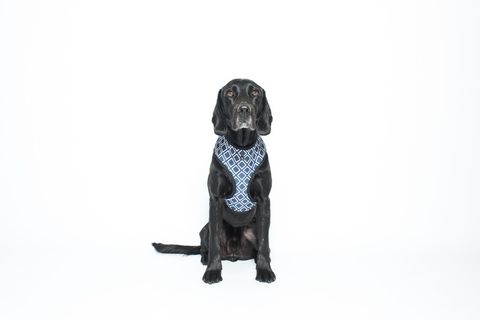 MOG AND BONE NEOPRENE HARNESS NAVY IKAT MEDIUM