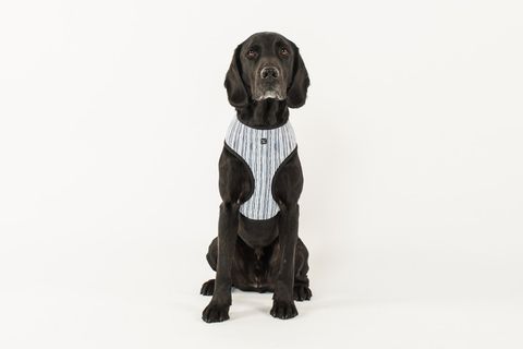 MOG AND BONE NEOPRENE HARNESS CHAMBRAY STRIPE XXL