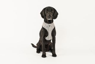 MOG AND BONE NEOPRENE HARNESS OATMEAL STRIPE SMALL