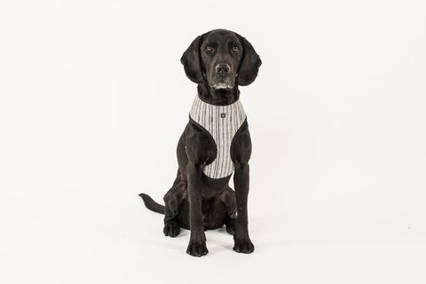 MOG AND BONE NEOPRENE HARNESS OATMEAL STRIPE LARGE