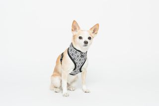 MOG AND BONE NEOPRENE HARNESS GREY IKAT XXL