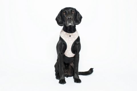 MOG AND BONE NEOPRENE HARNESS OATMEAL DOG LARGE