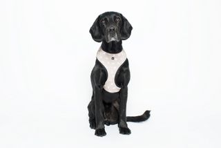 MOG AND BONE NEOPRENE HARNESS OATMEAL DOG SMALL