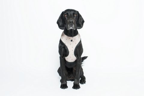 MOG AND BONE NEOPRENE HARNESS OATMEAL CROSS SMALL