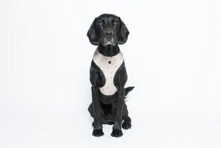 MOG AND BONE NEOPRENE HARNESS OATMEAL CROSS SMALL