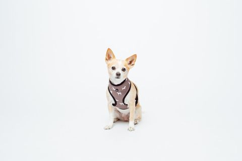 MOG AND BONE NEOPRENE HARNESS MOCCA DOG XL