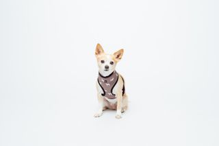 MOG AND BONE NEOPRENE HARNESS MOCCA DOG SMALL