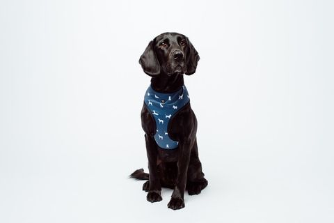 MOG AND BONE NEOPRENE HARNESS BLUE DOG SMALL