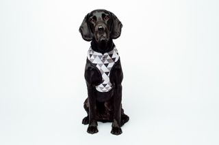 MOG AND BONE NEOPRENE HARNESS MOCCA DIAMOND XL