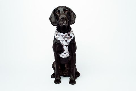 MOG AND BONE NEOPRENE HARNESS MOCCA DIAMOND LARGE